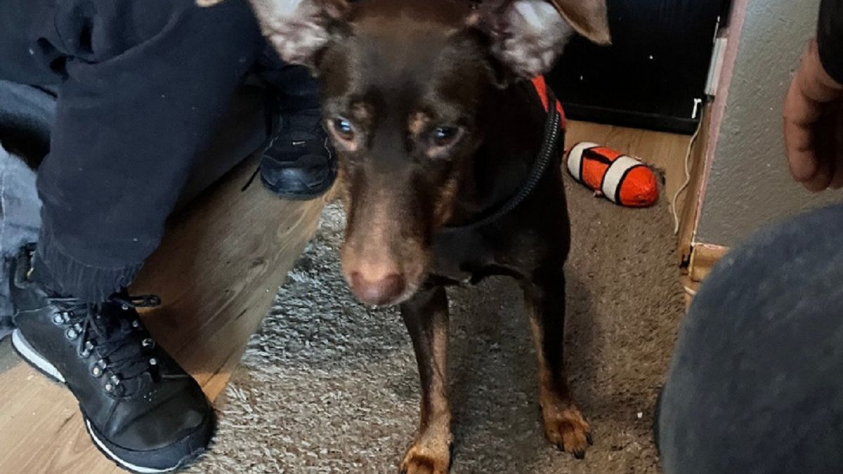 Znęcał się nad psem. 