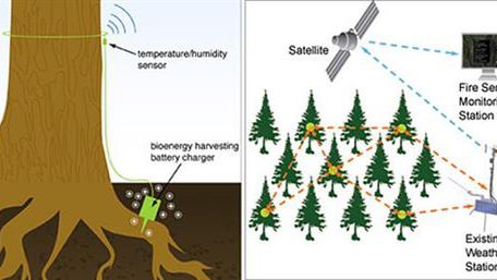 Chipy przeciwpożarowe dla drzew 1