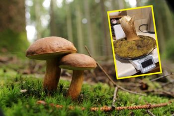 „Czyściutki, marzenie”. Znaleźli w lesie gigantycznego grzyba