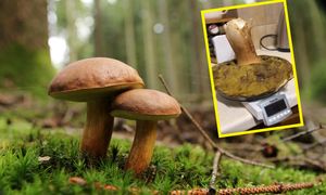 „Czyściutki, marzenie”. Znaleźli w lesie gigantycznego grzyba