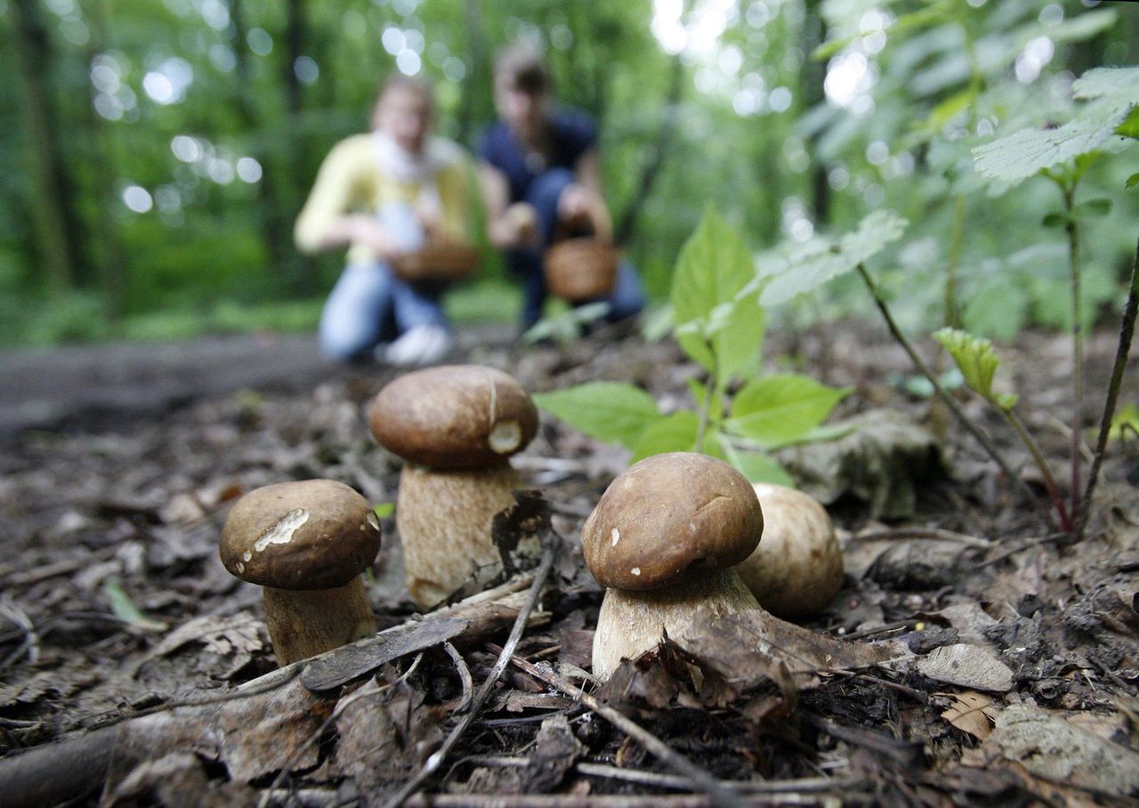 Naukowcy: To jeden z najwcześniejszych startów sezonu grzybowego