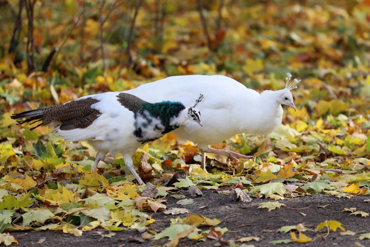 Lublin: Młody paw z Ogrodu Saskiego ma już imię, a nawet dwa