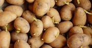 Czy na pewno można jeść kiełkujące ziemniaki? Ekspertka dokładnie tłumaczy
