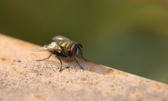 Zrzucą miliony much z samolotów. USA walczą z plagą owadów