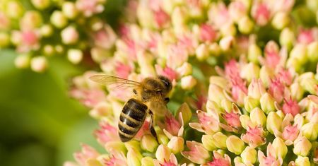 Propolis – właściwości i zastosowanie (WIDEO)