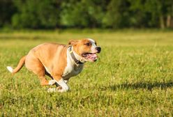 Amstaff rzucił się na nastolatkę. Tragedia w Warszawie