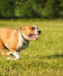 Amstaff rzucił się na nastolatkę. Tragedia w Warszawie