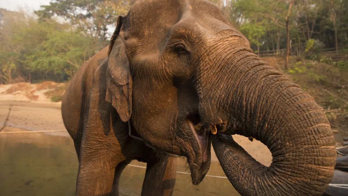 Słoń przebił hiszpańską turystkę kłem