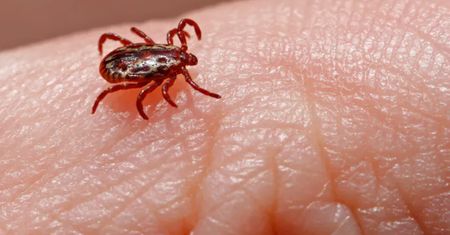 Wymieszaj z wodą i spryskaj ciało. Nie wbije się żaden kleszcz. Skuteczny sposób za grosze