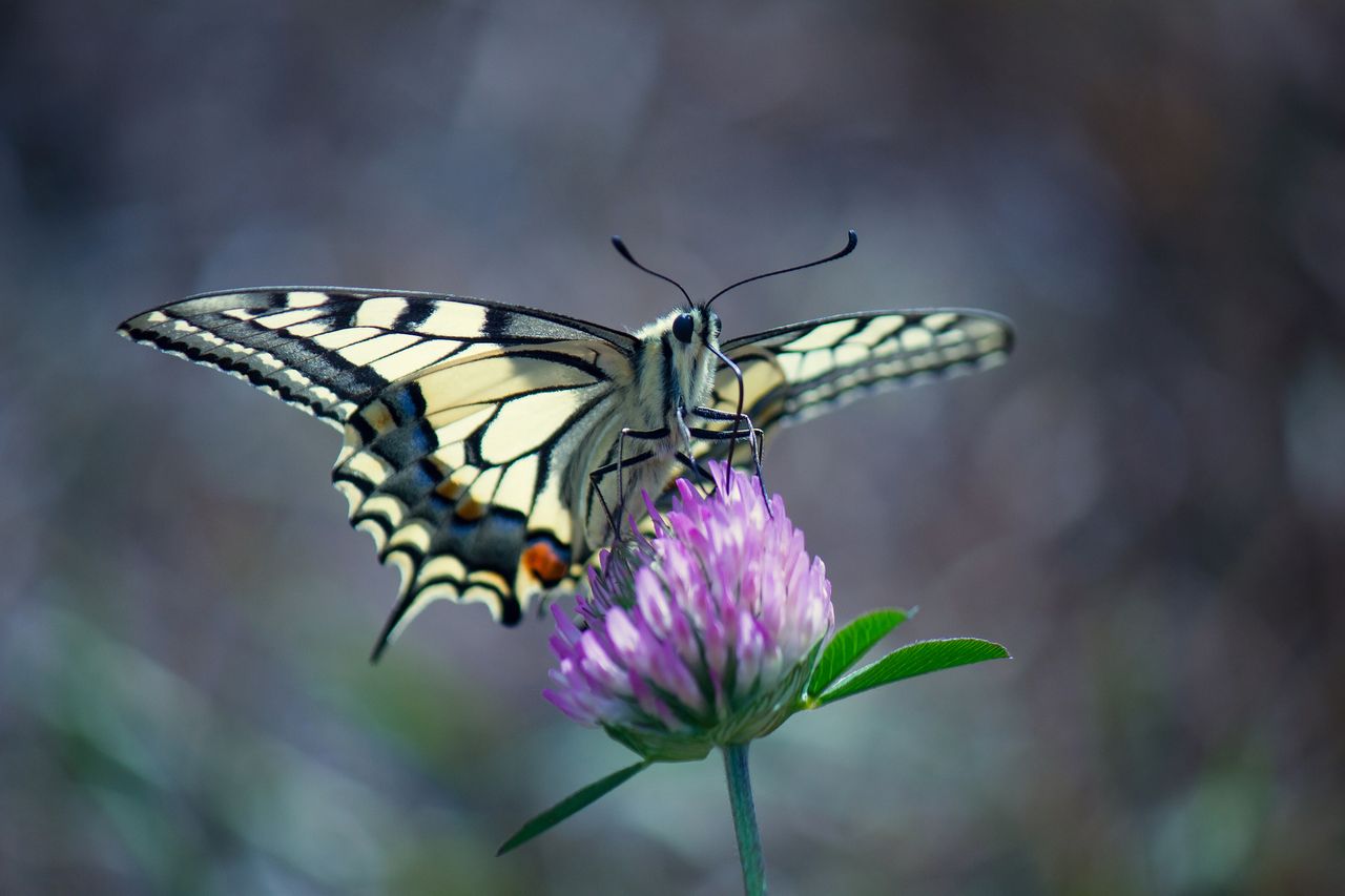 Jeśli lubicie fotografować dzikie zwierzęta polska fauna oferuje dużą różnorodność. Znajdziemy tu kilkadziesiąt tysięcy różnych gatunków, z czego około 90 to ssaki, a 370 to ptaki. Jest więc na co "polować" z aparatem. Jeśli wolicie fotografię makro, wybór jest jeszcze większy. Samych motyli jest w Polsce ponad 3000 gatunków, a chrząszczy aż 6000.