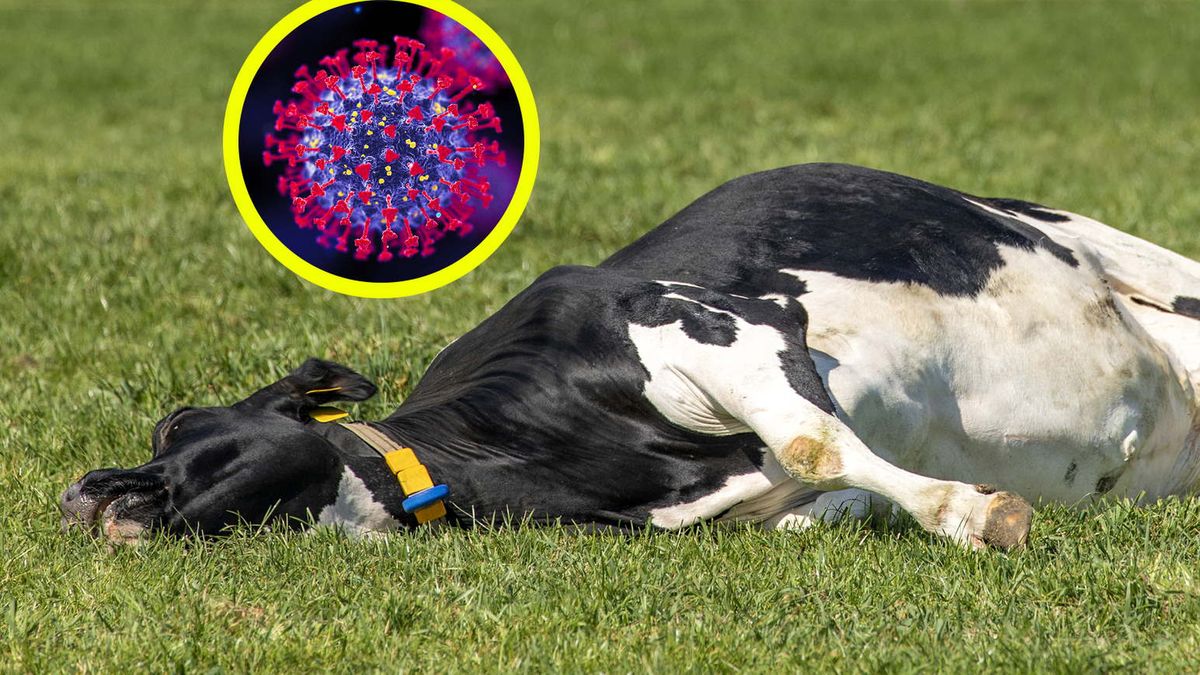 "Krowi COVID" szaleje w Hiszpanii