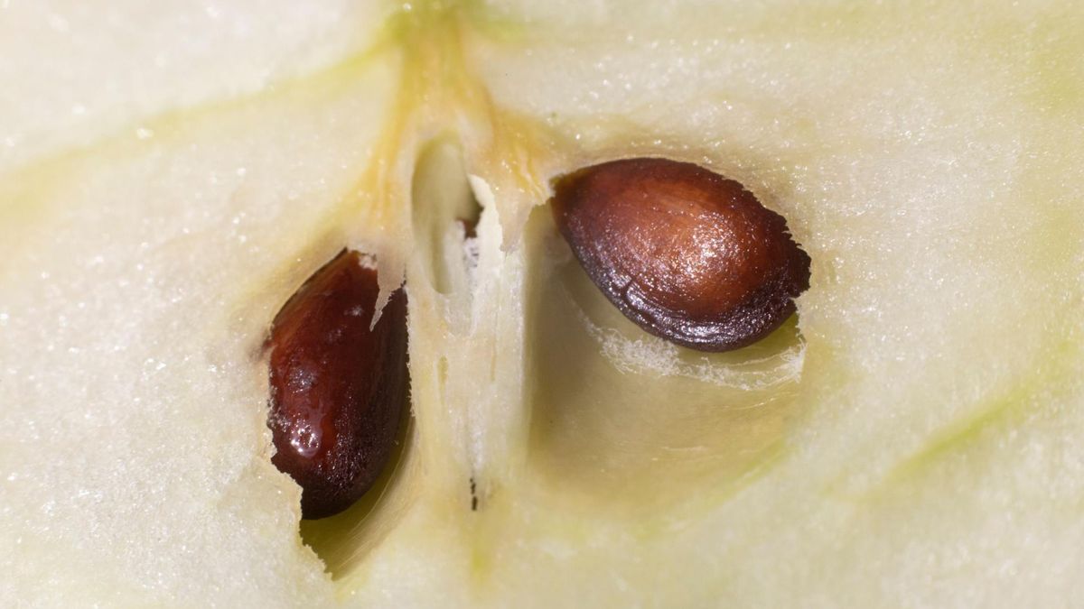 Flawan-3-ole obecne też w jabłkach mogą obniżać ciśnienie