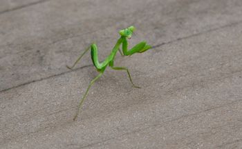Zadomowiły się w Polsce. Najgorsze, co możesz zrobić, gdy spotkasz