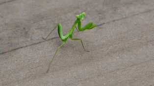 Dotarły do Polski i są już w każdym województwie. Tak z nimi postępuj