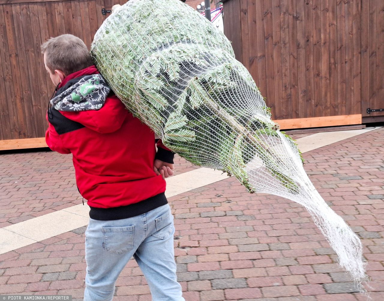 Tych choinek lepiej nie kupuj. Możesz mieć kłopoty. Prawnik ostrzega