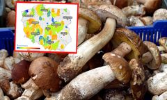 Gdzie są grzyby? Rośnie niepokój wśród grzybiarzy