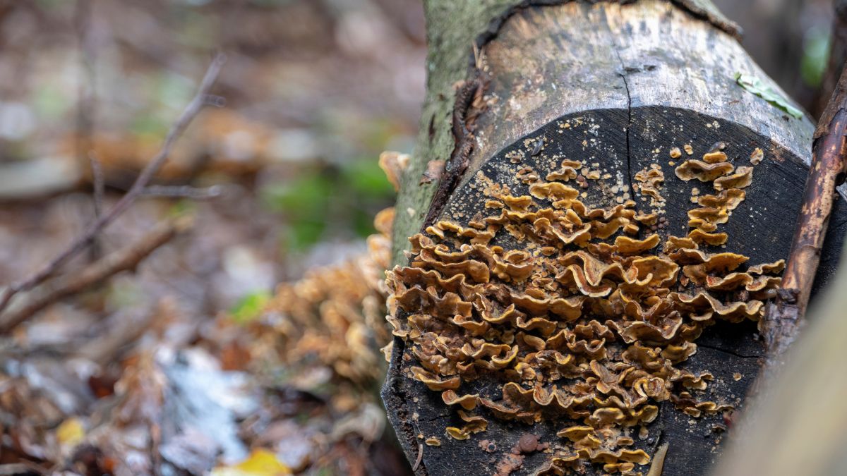 Wiosenne grzyby w lesie.