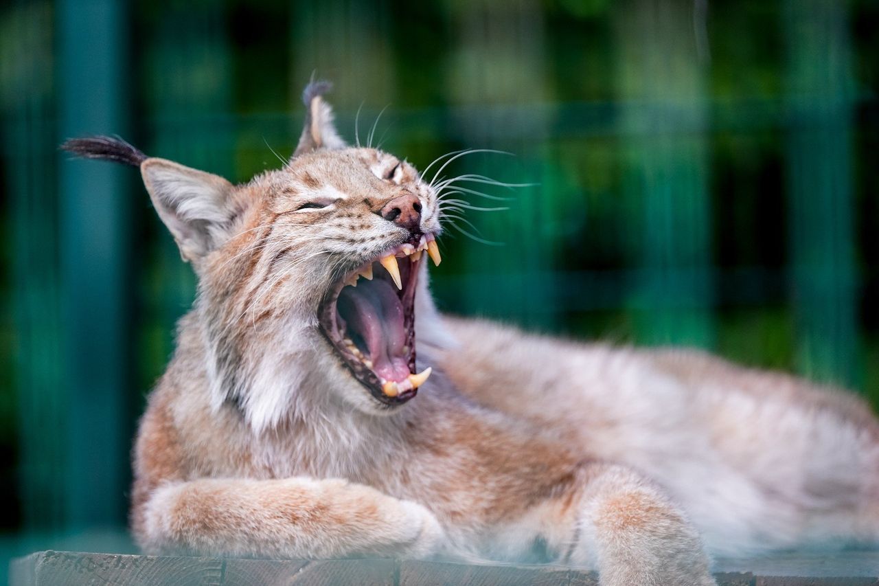Lubin: W ZOO zamieszkają rysie. Miasto rozpoczyna budowę wybiegu