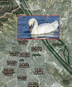 Morderca łabędzi grasuje w Wiedniu. Pilny apel policji