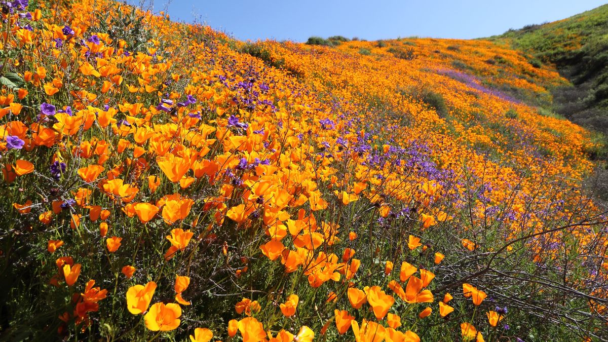 Pole pomarańczowych maków w Kalifornii.
