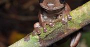 Australia. Odkryto silnie jadowitą "czekoladową żabę"