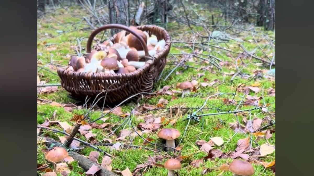Znalazł niezliczoną ilość grzybów.