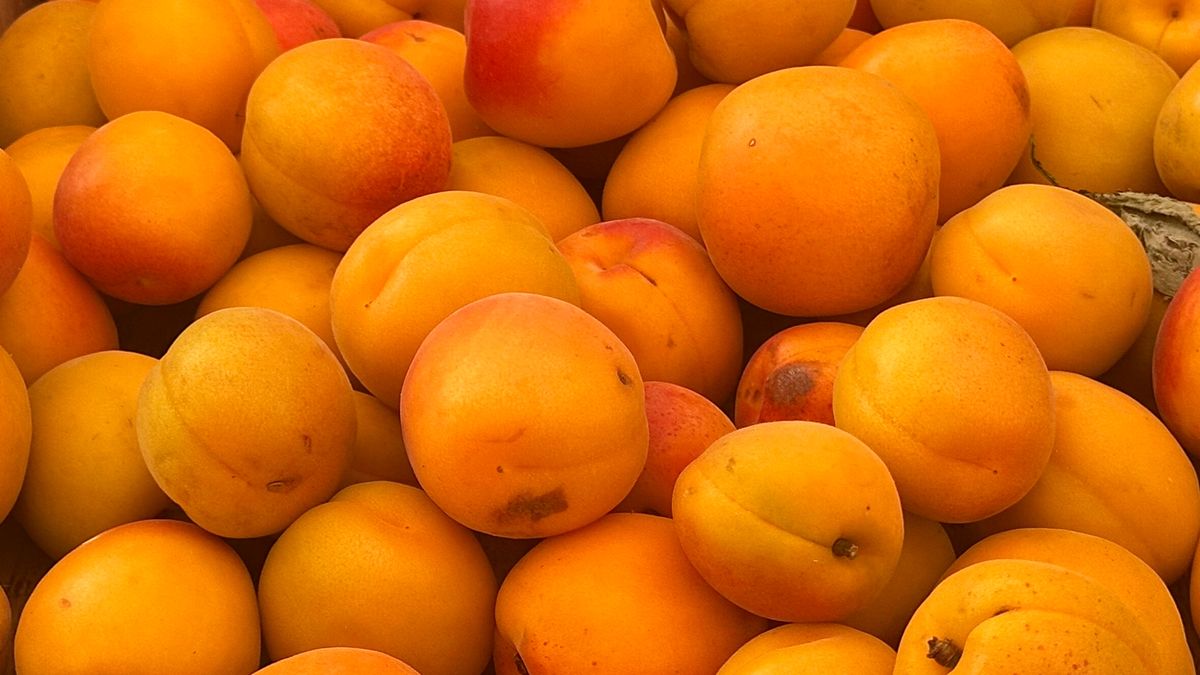 Morele to nie tylko pyszna, letnia przekąska, ale także owoc o dużym potencjale prozdrowotnym.