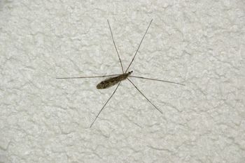 Jesienią pojawiają się w mieszkaniach. Lepiej ich nie zabijać