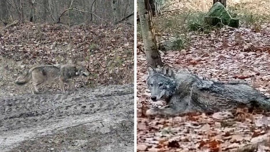 Przyrodnicy od miesiąca poszukują wilka