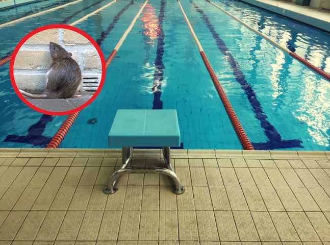 Zabierasz dziecko na basen w Świdnicy? Uważaj, na jednej pływalni grasują szczury