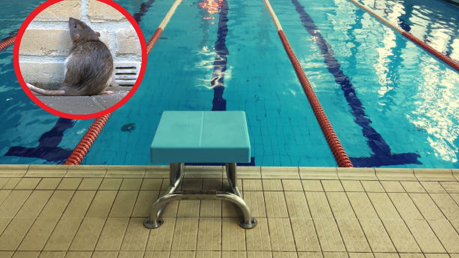 Zabierasz dziecko na basen w Świdnicy? Uważaj, na jednej pływalni grasują szczury