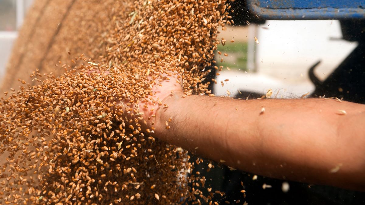 Zboże; ziarna; ziarno; zboża; silos