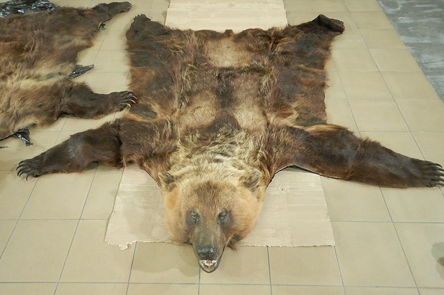 Żółw, skóry i czaszki niedźwiedzia, skóra wilka – nielegalne okazy CITES zatrzymane na granicy z Białorusią i Ukrainą