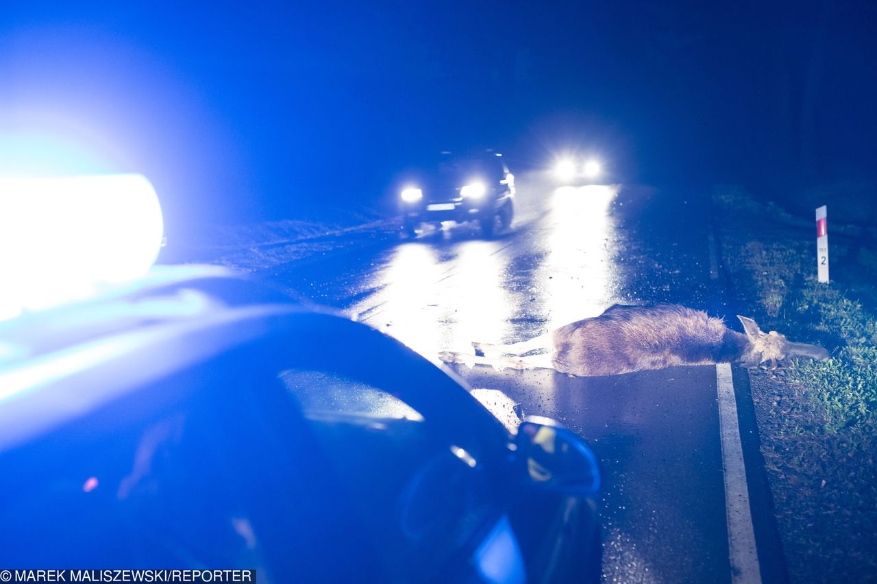 Zderzenie ze zwierzęciem to nie tylko niebezpieczeństwo. Może być problem z odszkodowaniem