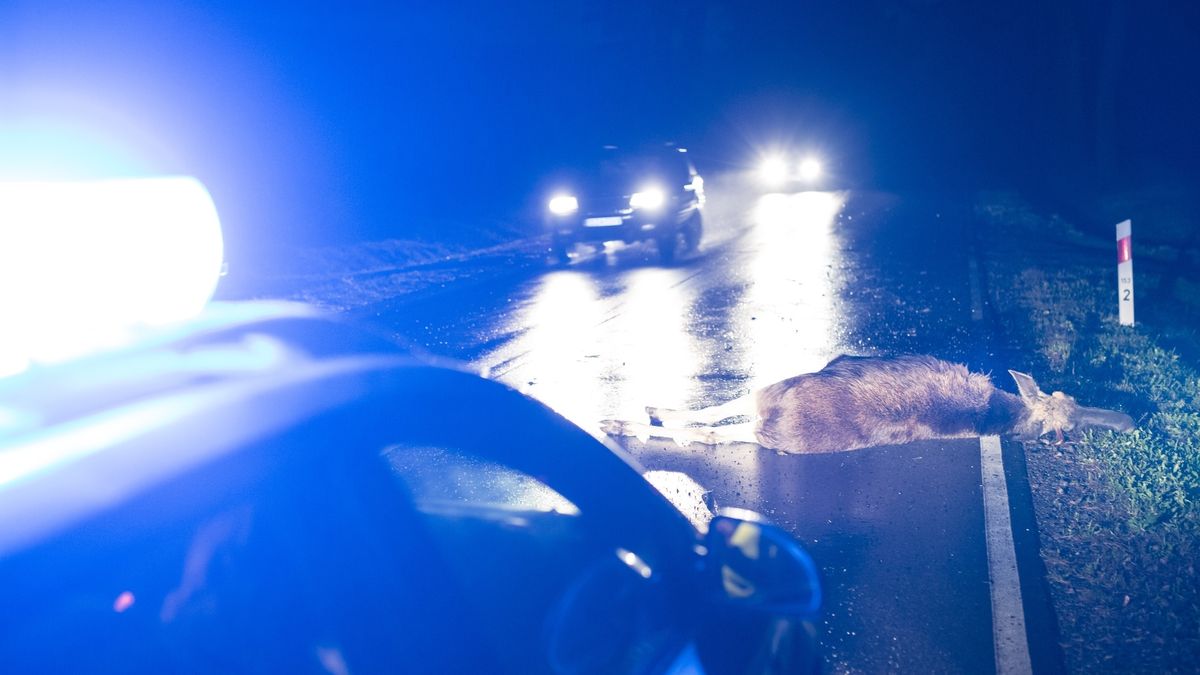 Podgórze k. Łomży droga 63, zderzenie auta z łosiem. Zwierzę zginęło, kierowcy nic się nie stało.