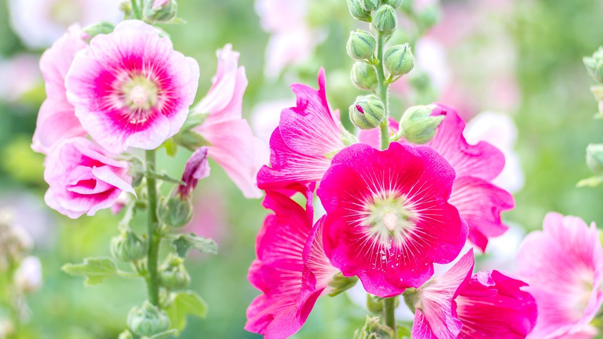 Flowers Holly Hock (Hollyhock) pink in the garden
Flowers Holly Hock (Hollyhock) pink in the garden
chuchart duangdaw
botanic, image
