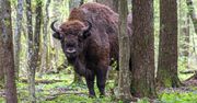 Puszcza Białowieska. Żubr zaatakował turystę