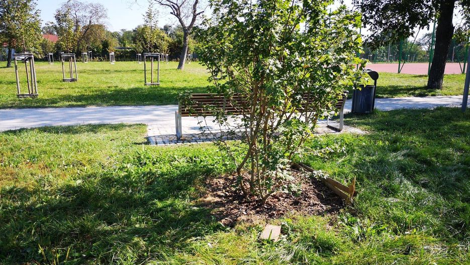 zniszczone drzewo zniszczenia zieleń miejska