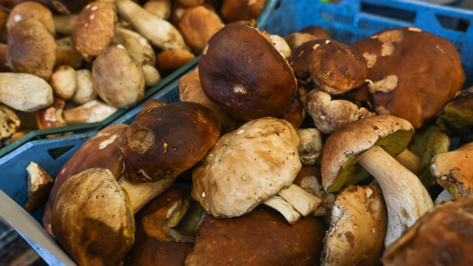 Grzyby. Ile kosztują w październiku? Ceny grzybów suszonych i świeżych