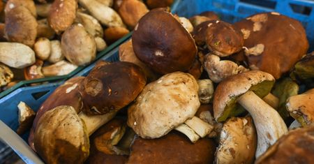 Ile kosztuje kilogram grzybów? Oto ceny w sklepach i internecie