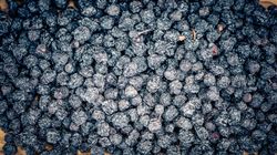 Herbata z aronii działa jak naturalna tarcza. Ale tylko wtedy, gdy pijesz ją w ten sposób