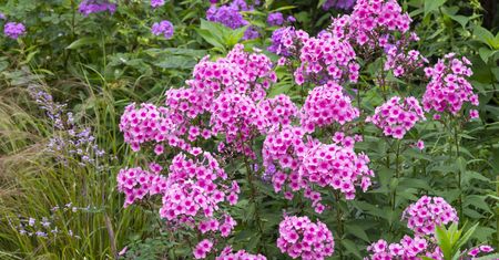 Zasadź jak najszybciej. Będzie królował na rabacie do września