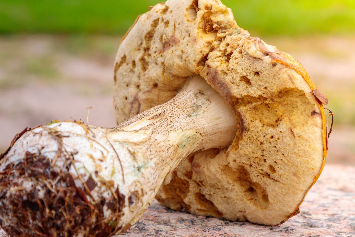 Do not collect visibly worm-infested mushrooms.
