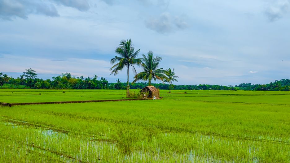 Sigma otoczona jest zieloną roślinnością 