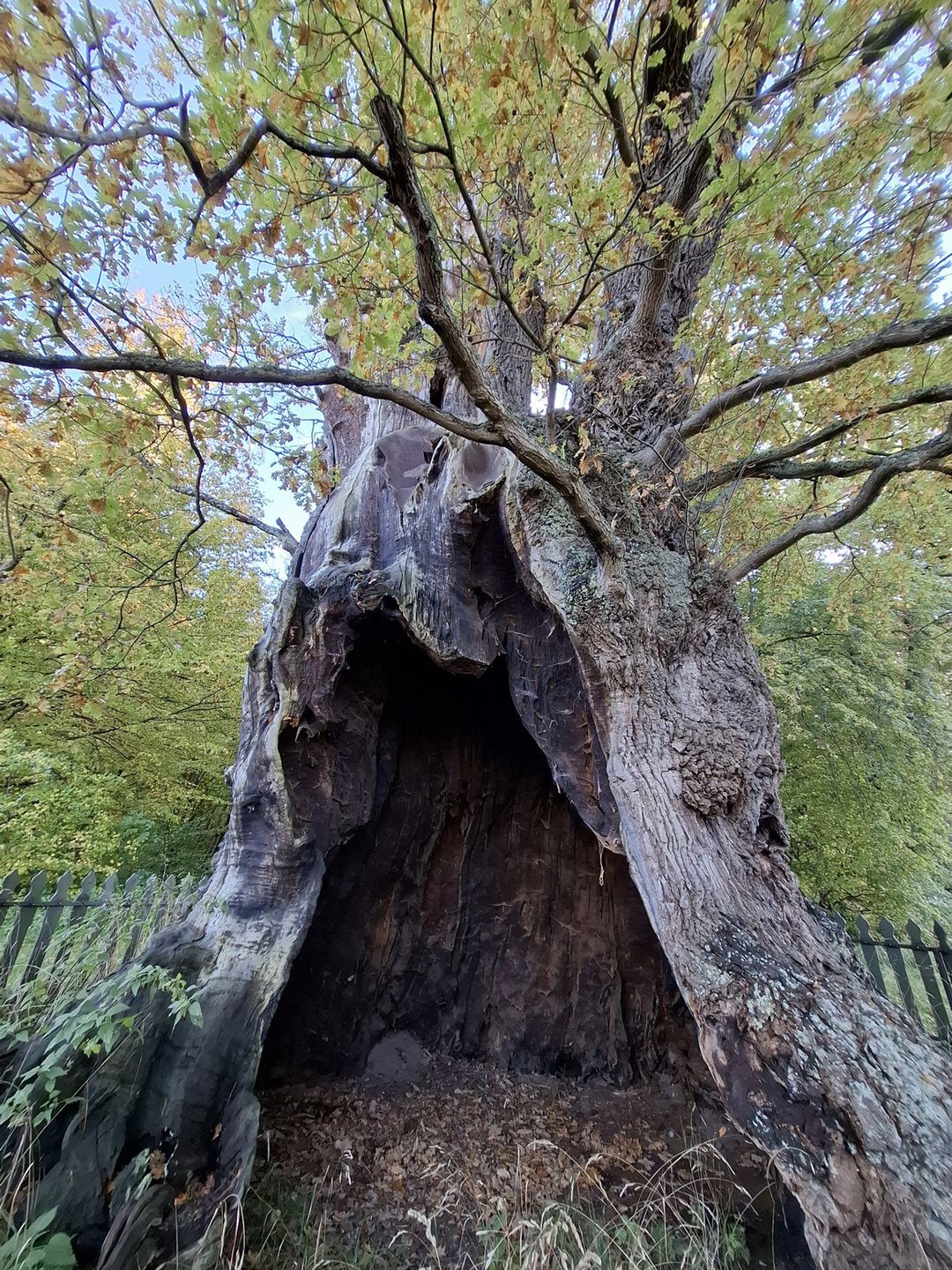Dąb im. Jana Bażyńskiego w Kadynach - najgrubszy dąb w Polsce