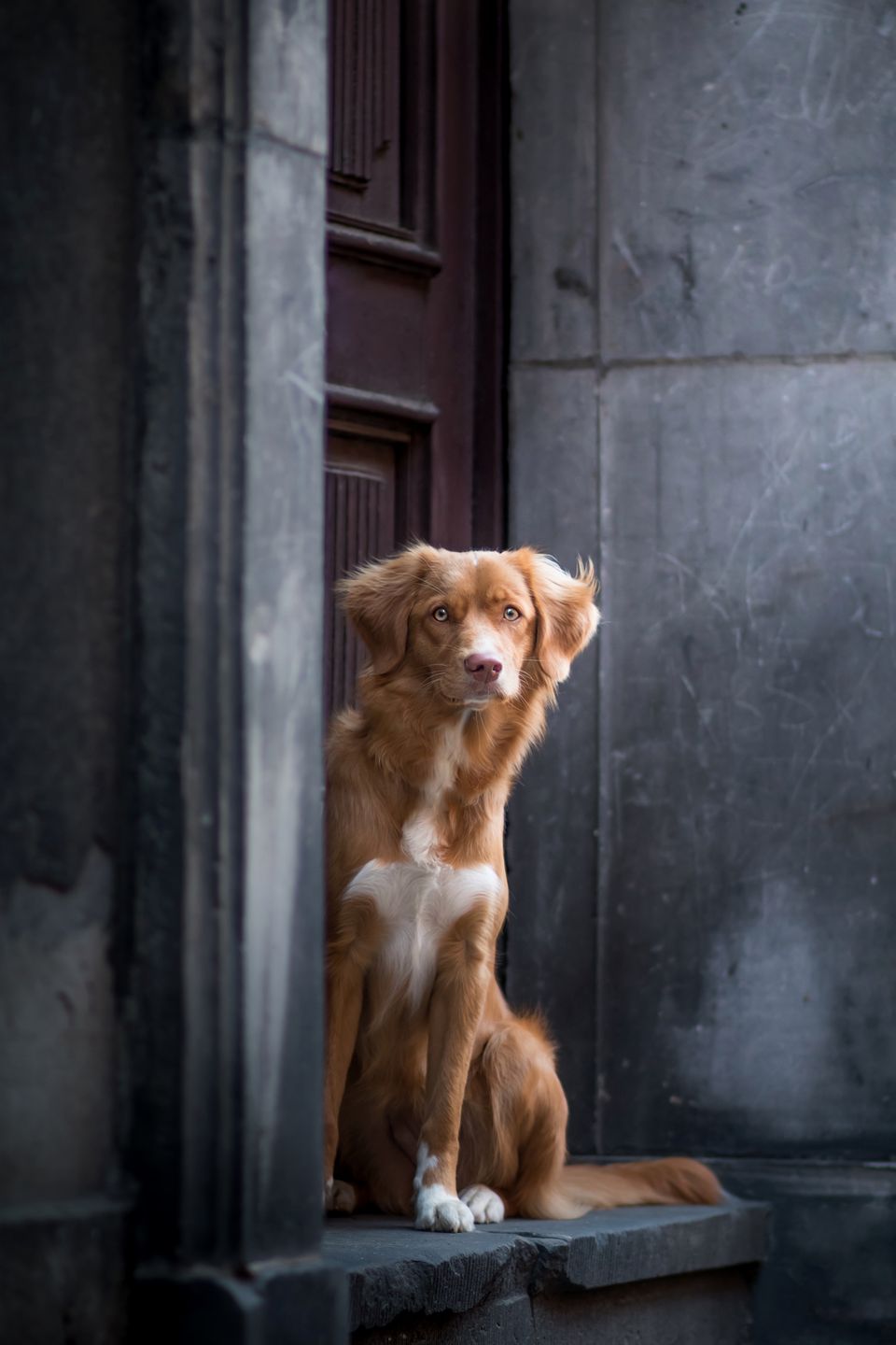 Najpiękniejsze zdjęcia psów w konkursie Dog Photographer of the Year 2018 18