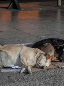 Chcą zabijać bezpańskie psy. Aktywiści biją na alarm