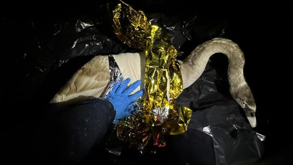 Policjanci pomogli rannemu ptakowi