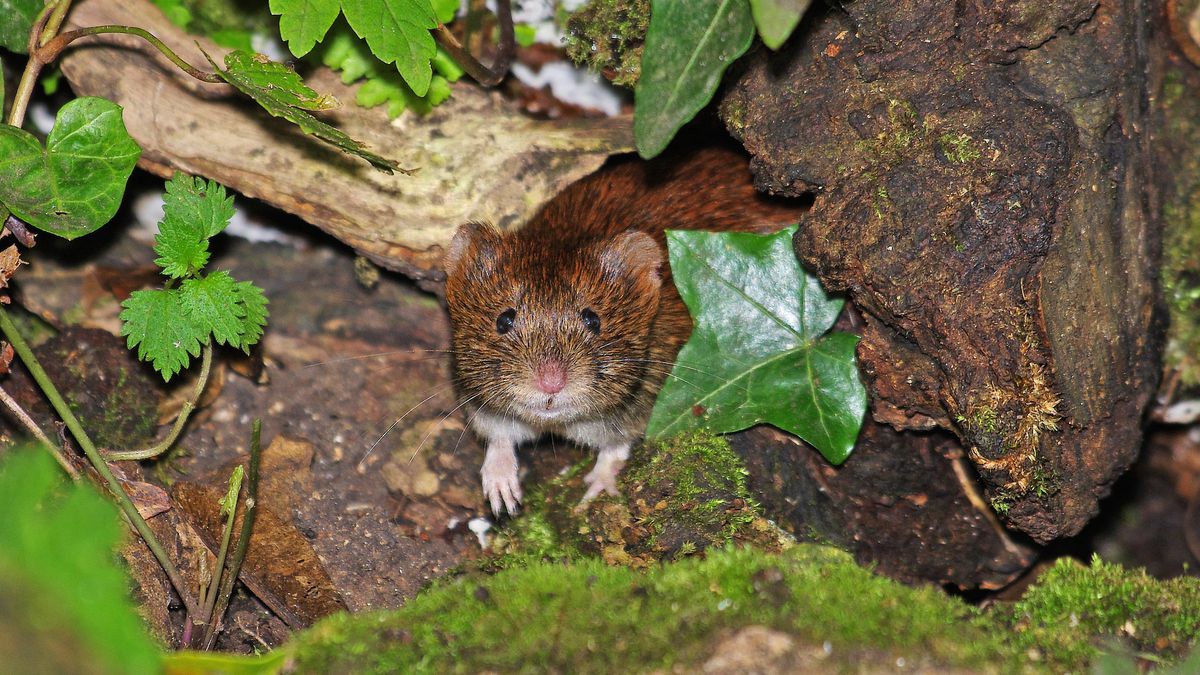 Jak pozbyć się nornic z ogrodu?