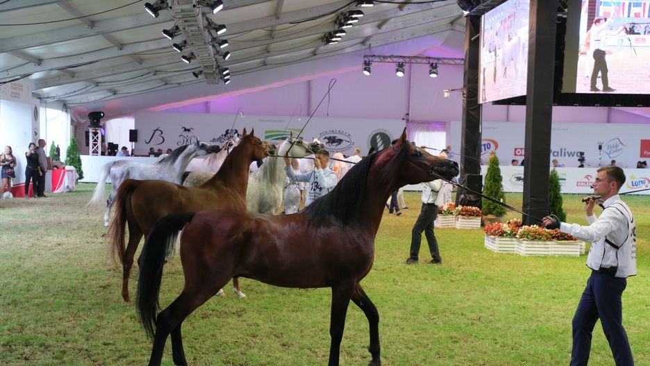51. aukcja Pride of PolandFot. Piotr Molecki/East News, Janow Podlaski, 09.08.2020. 51. aukcja Pride of Poland podczas pokazow koni arabskich czystej krwi, na terenie stadniny koni w Janowie Podlaskim.Piotr Molecki